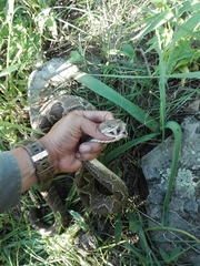 Crotalus durissus