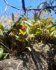 Guarianthe aurantiaca