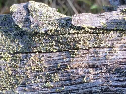 iNaturalist observation photo of Fungi Including Lichens