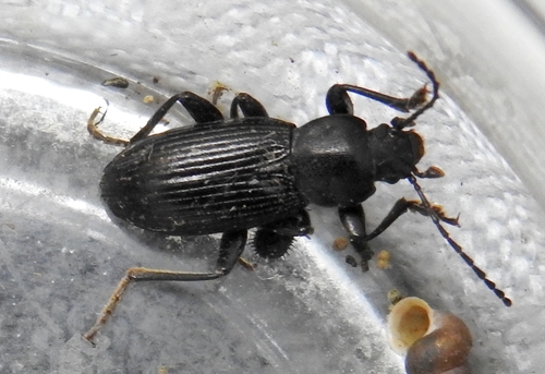 Stenomax foudrasii