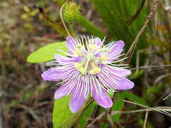 Passiflora urbaniana