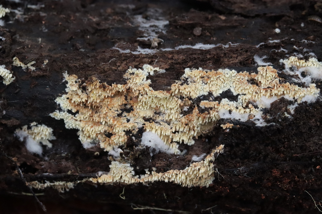 Cristinia eichleri · December 2025 · photo: © bjoerns (iNaturalist, cc-by)