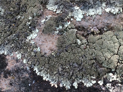 iNaturalist observation photo of Peppered Rock-shield