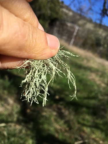 iNaturalist observation photo of Slit-rimmed ramalina