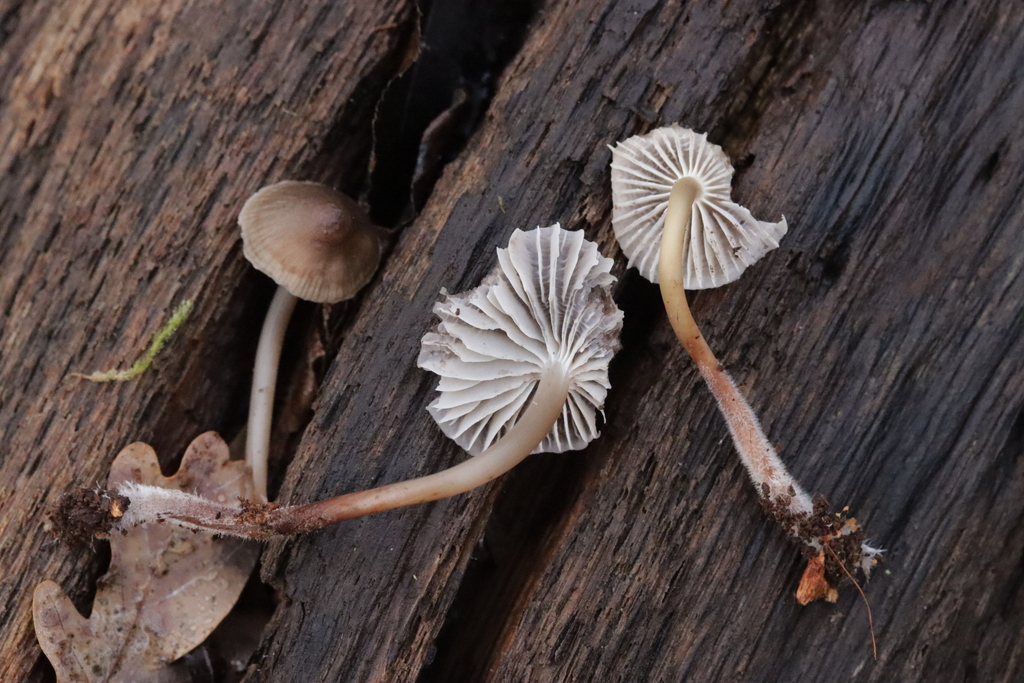 Mycena inclinata · December 2025 · photo: © bjoerns (iNaturalist, cc-by)
