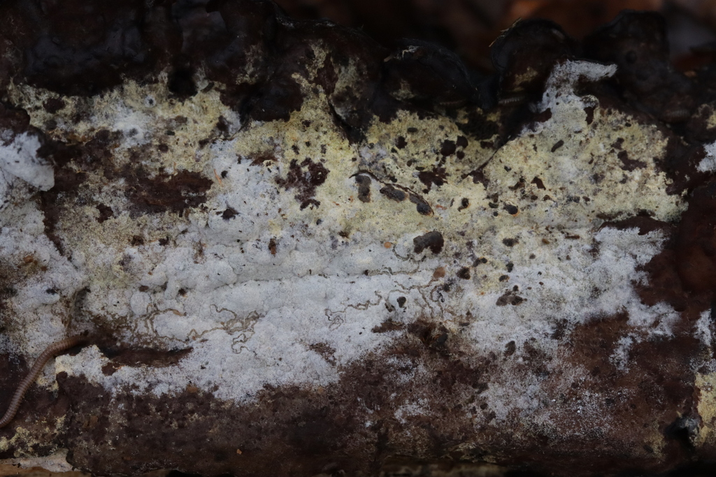 Botryobasidium subcoronatum · December 2025 · photo: © bjoerns (iNaturalist, cc-by)