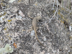 Sceloporus graciosus graciosus