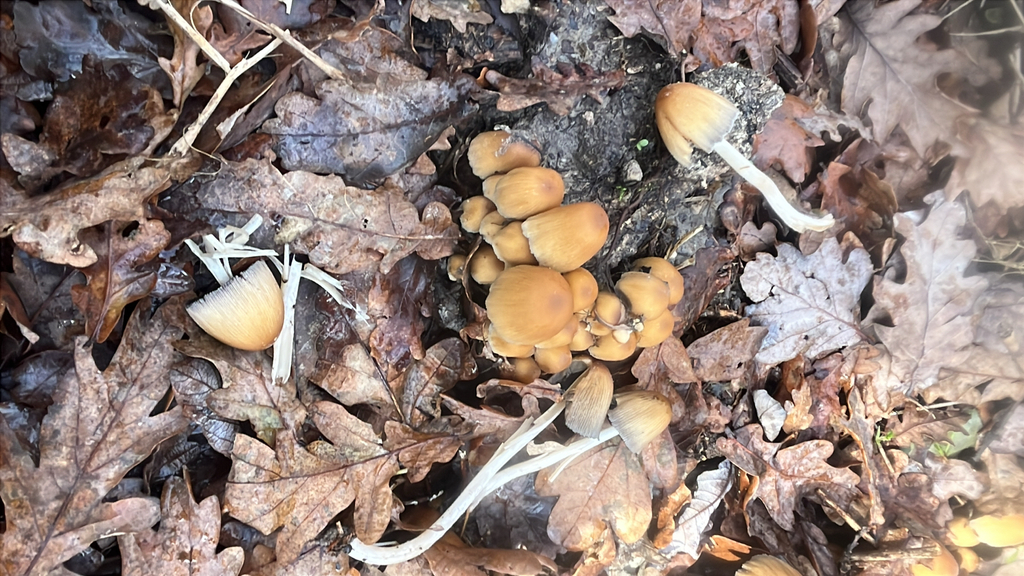 Coprinellus micaceus · December 2025 · photo: © daniel_castanhal (iNaturalist, cc-by)