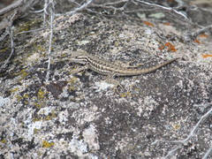 Sceloporus graciosus graciosus
