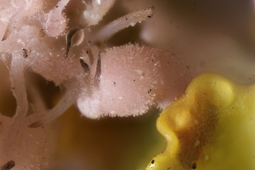 Laetisaria fuciformis