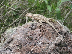 Sceloporus graciosus graciosus