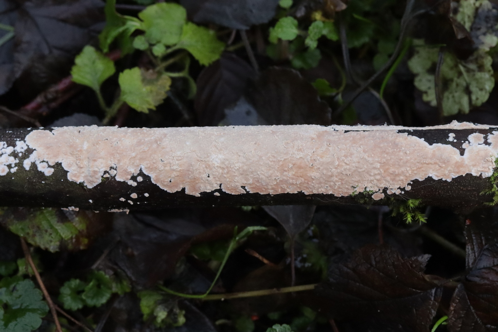 Cylindrobasidium laeve · December 2025 · photo: © bjoerns (iNaturalist, cc-by)