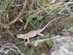 Sceloporus graciosus graciosus