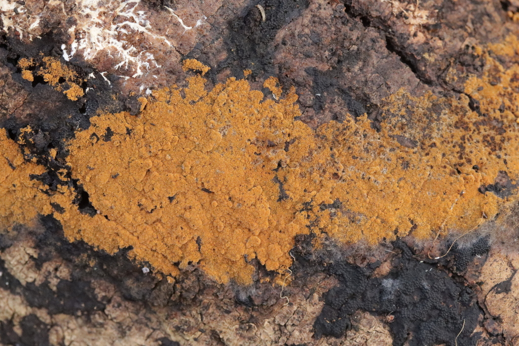 Thelephora bryophila · December 2025 · photo: © bjoerns (iNaturalist, cc-by)