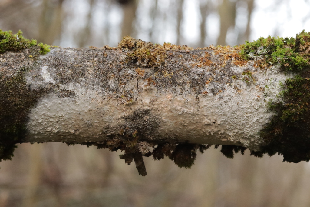 Athelia arachnoidea · December 2025 · photo: © bjoerns (iNaturalist, cc-by)