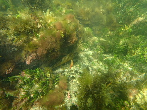 Goniistius rubrolabiatus