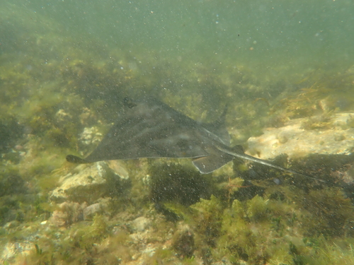 Myliobatis tenuicaudata