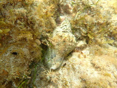 Charonia lampas