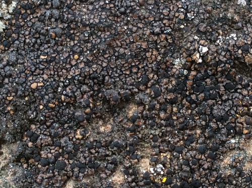 iNaturalist observation photo of Tile Lichens