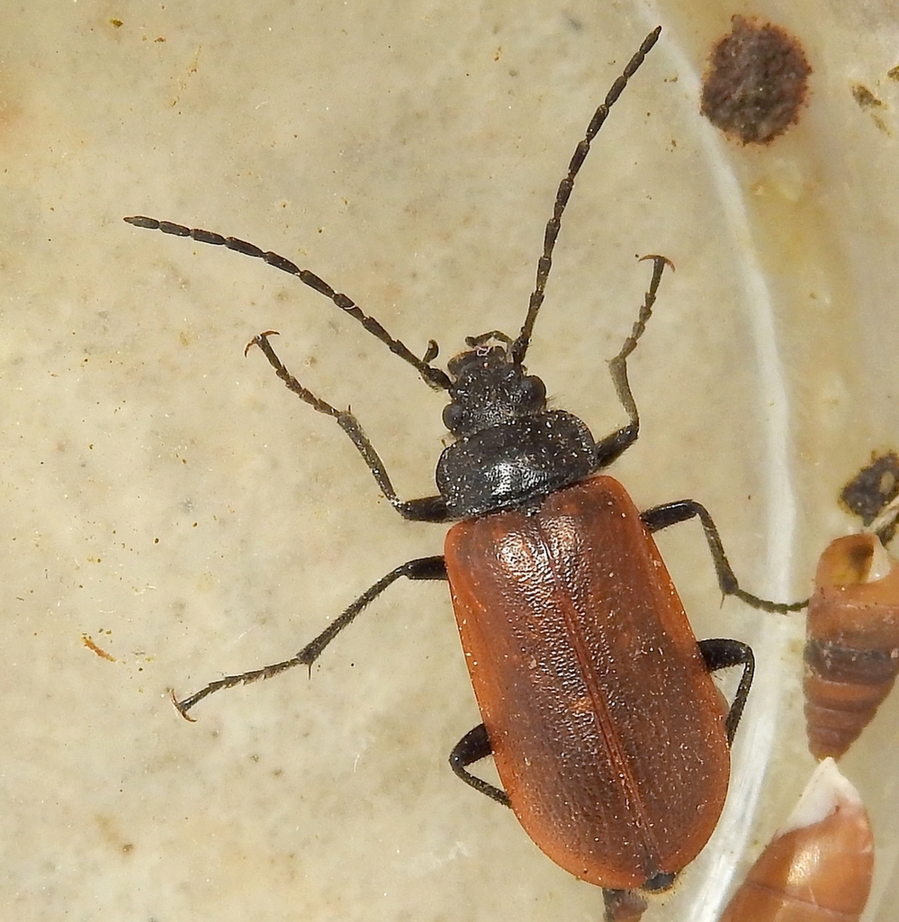 Omophlus rugosicollis