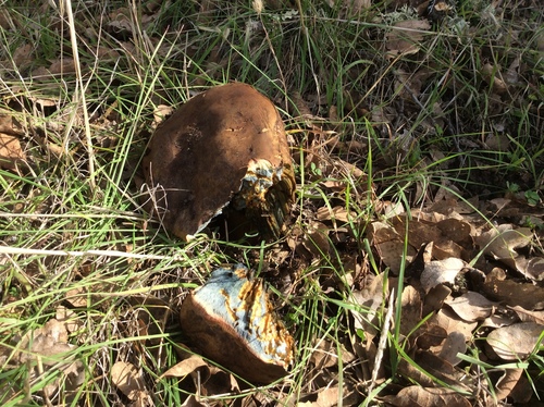 iNaturalist observation photo of boletes