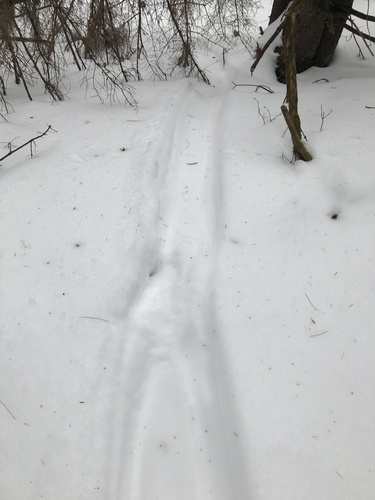 North American River Otter photographed in Vermont