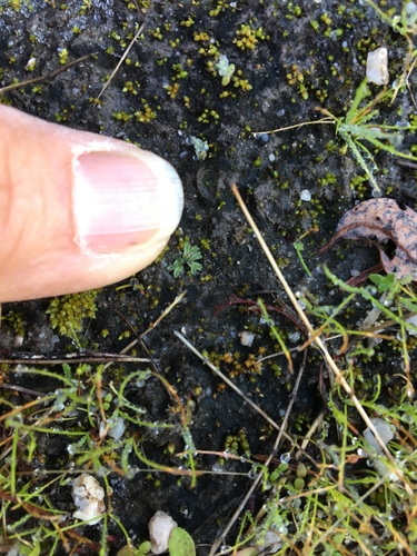 iNaturalist observation photo of liverworts