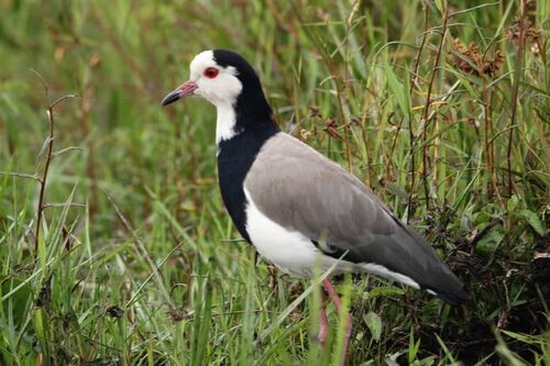 Long-toed Lapwing