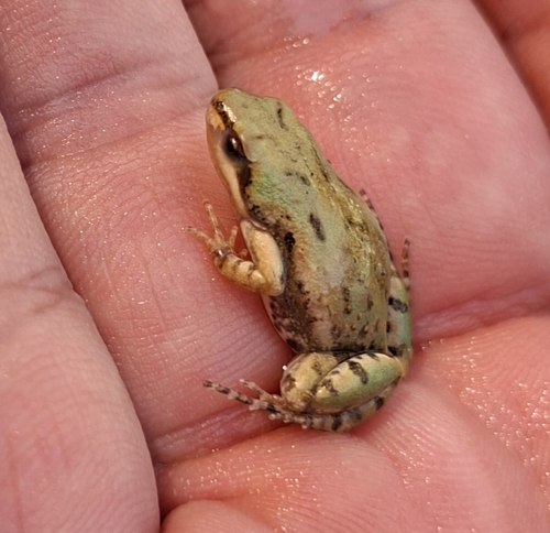 Boettger's dainty frog