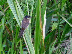 Donacobius atricapilla