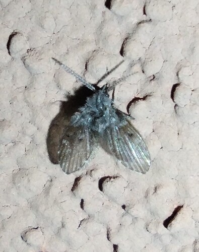 Unknown species found near South Mountain Village, Phoenix, AZ, USA