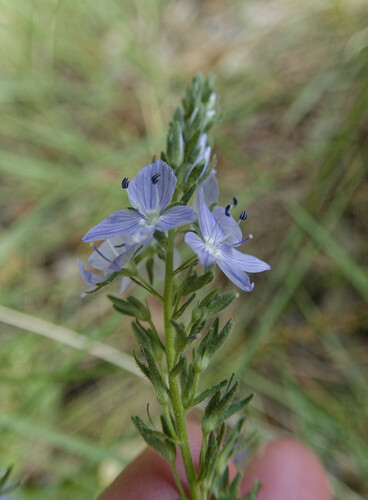 Orsini speedwell (Veronica orsiniana)