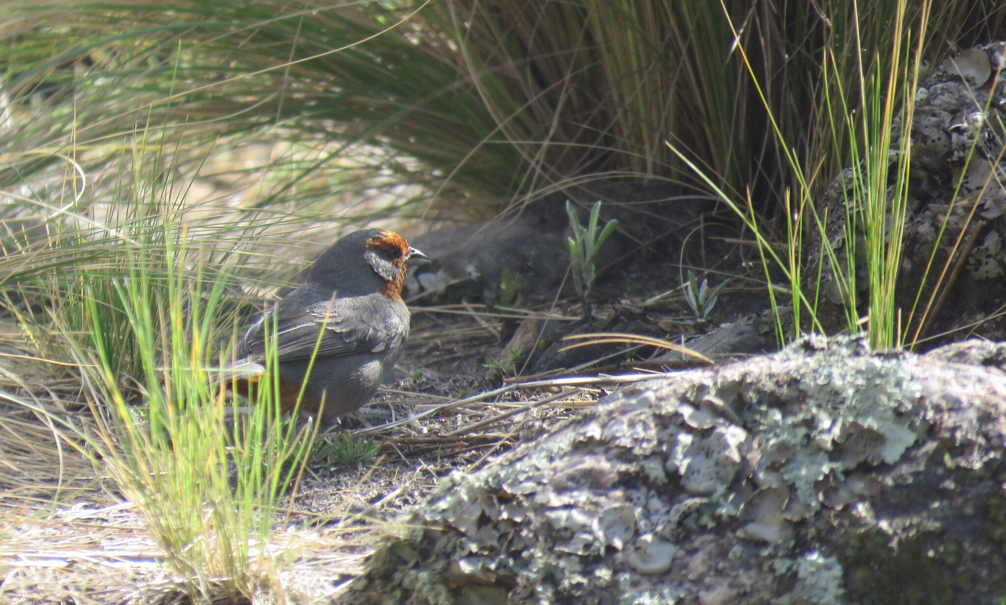 Tucuman Mountain Finch (Poospiza baeri), photo 4