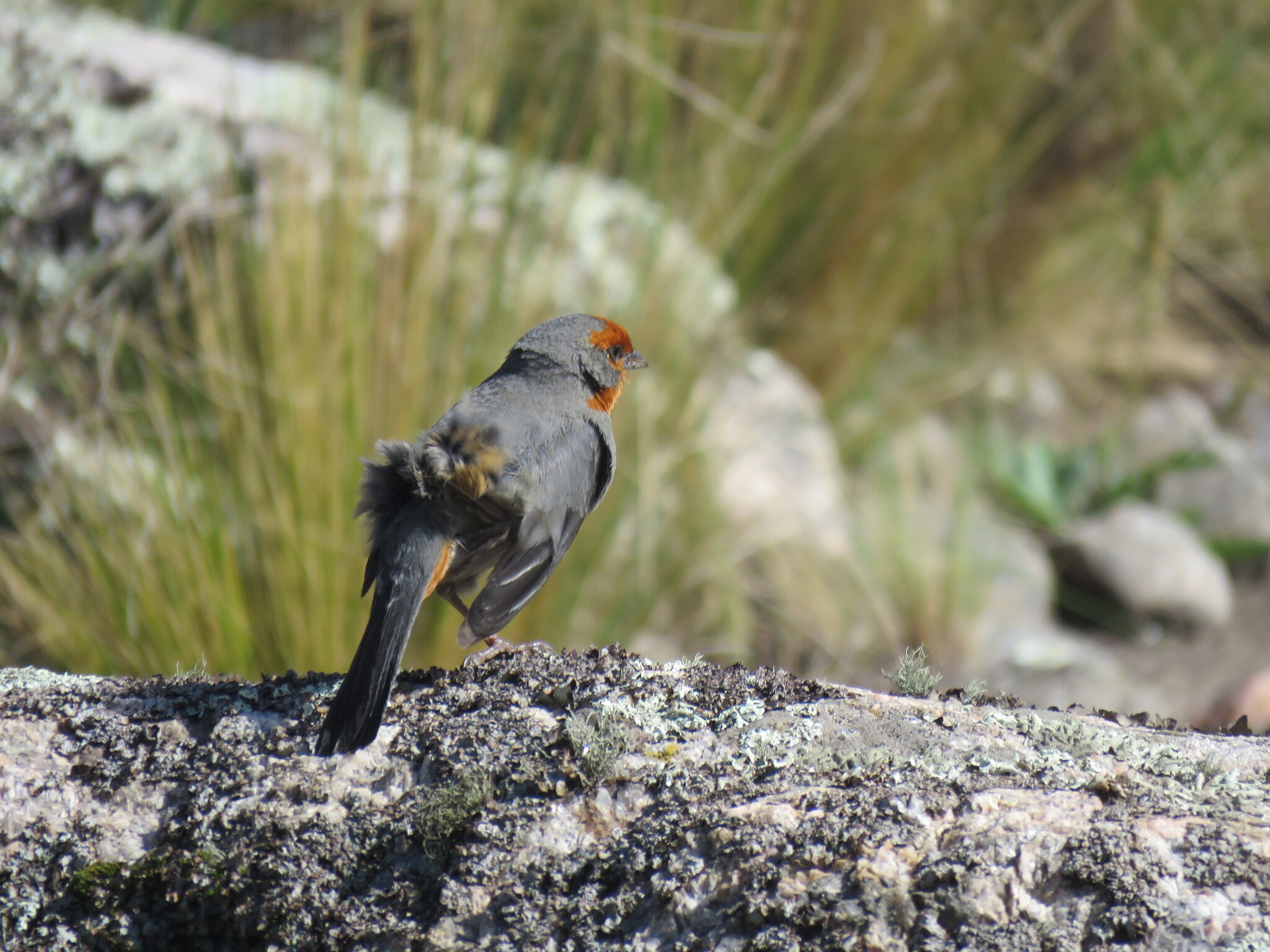 Tucuman Mountain Finch (Poospiza baeri), photo 5