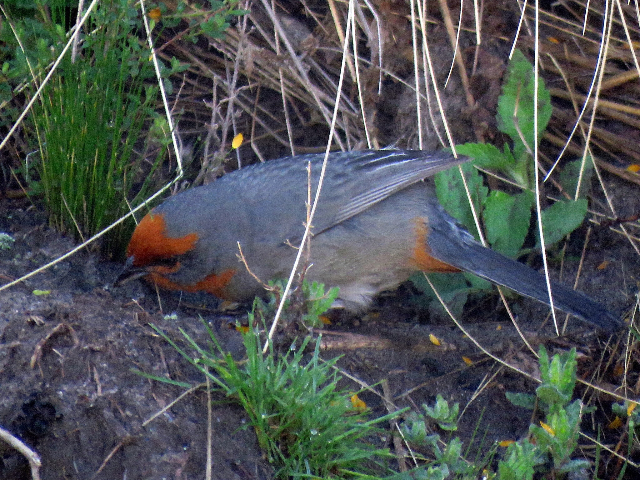 Tucuman Mountain Finch (Poospiza baeri), photo 7