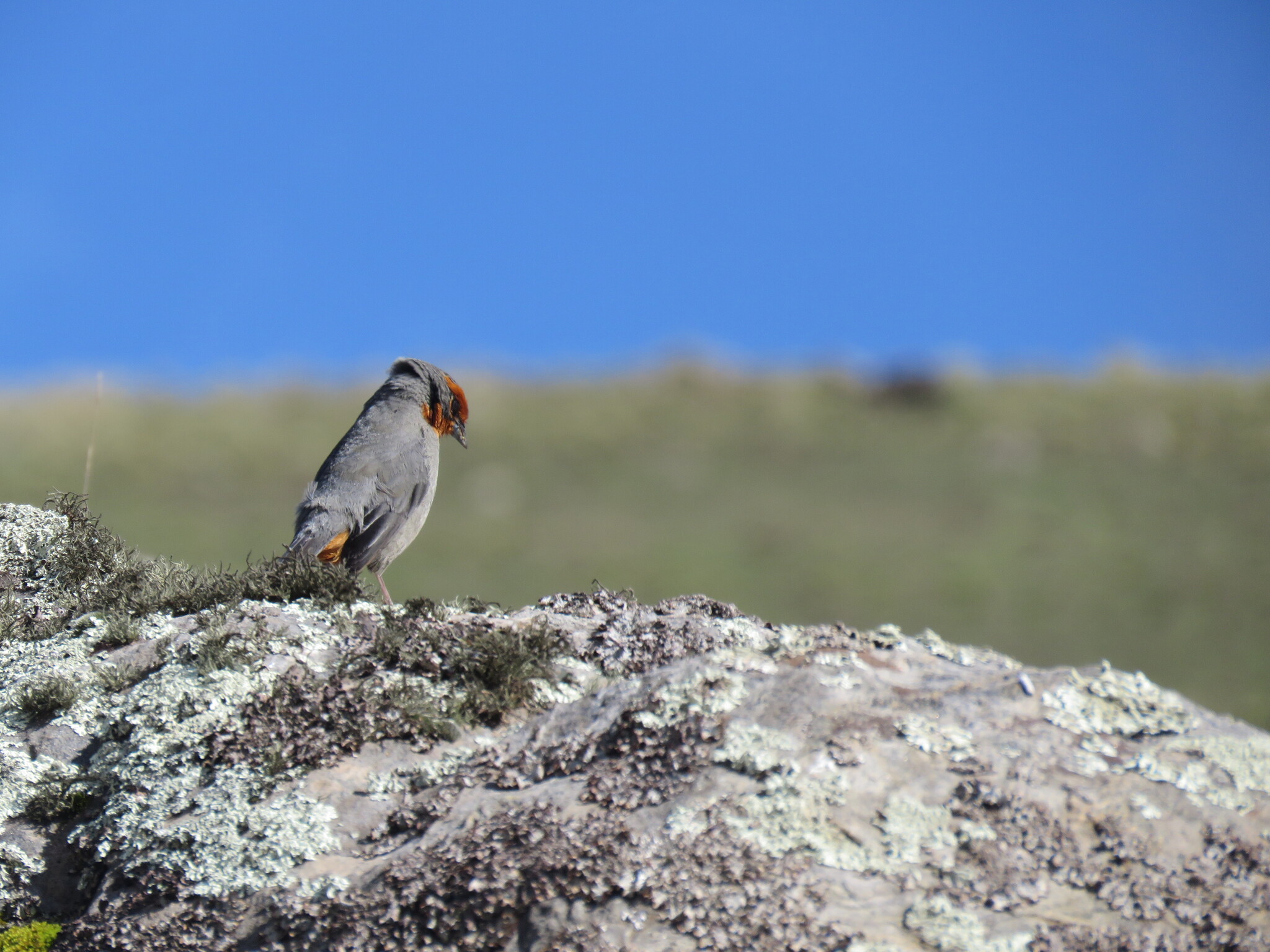 Tucuman Mountain Finch (Poospiza baeri), photo 6