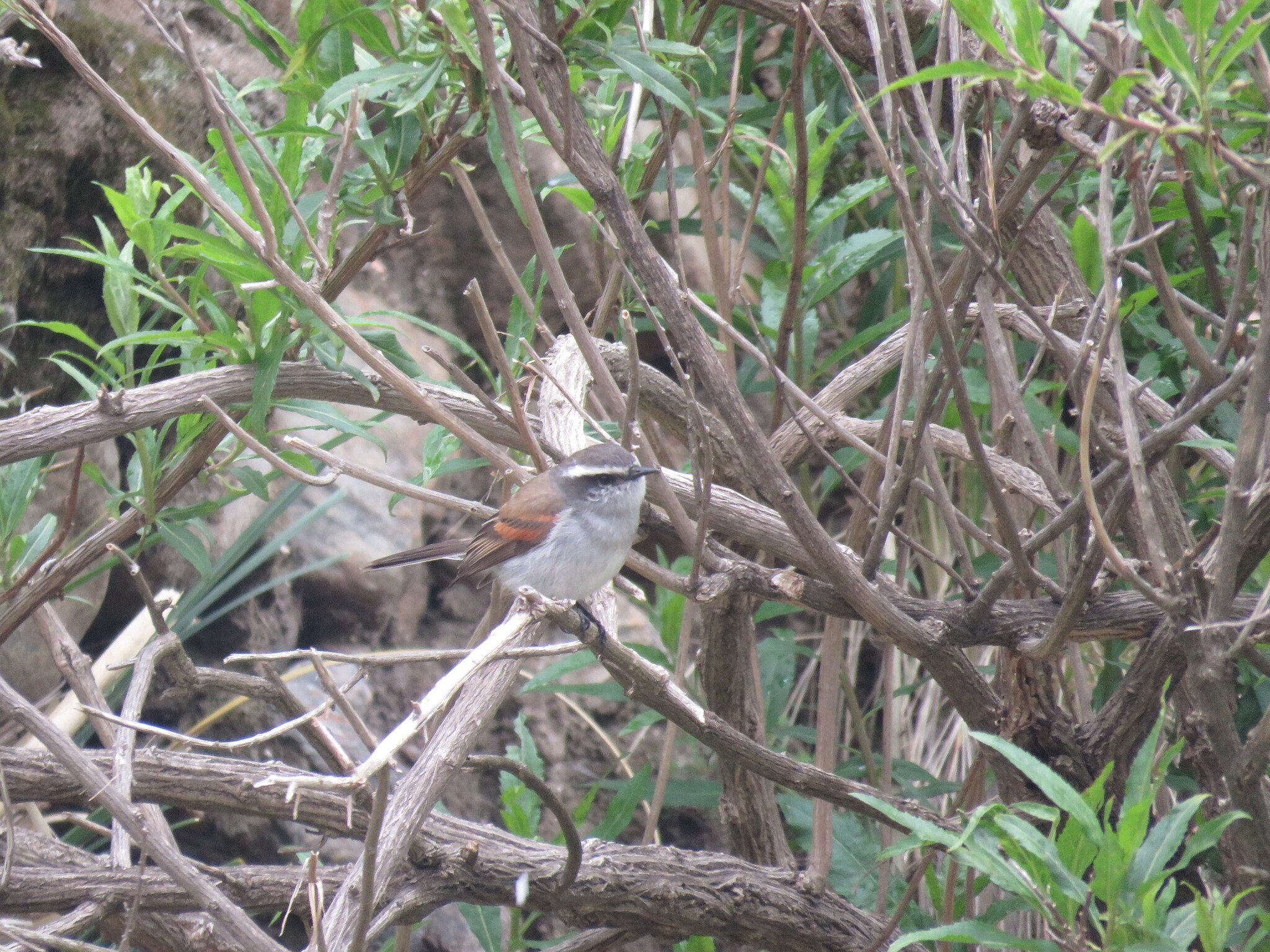 White-browed Chat-Tyrant (Ochthoeca leucophrys), photo 3