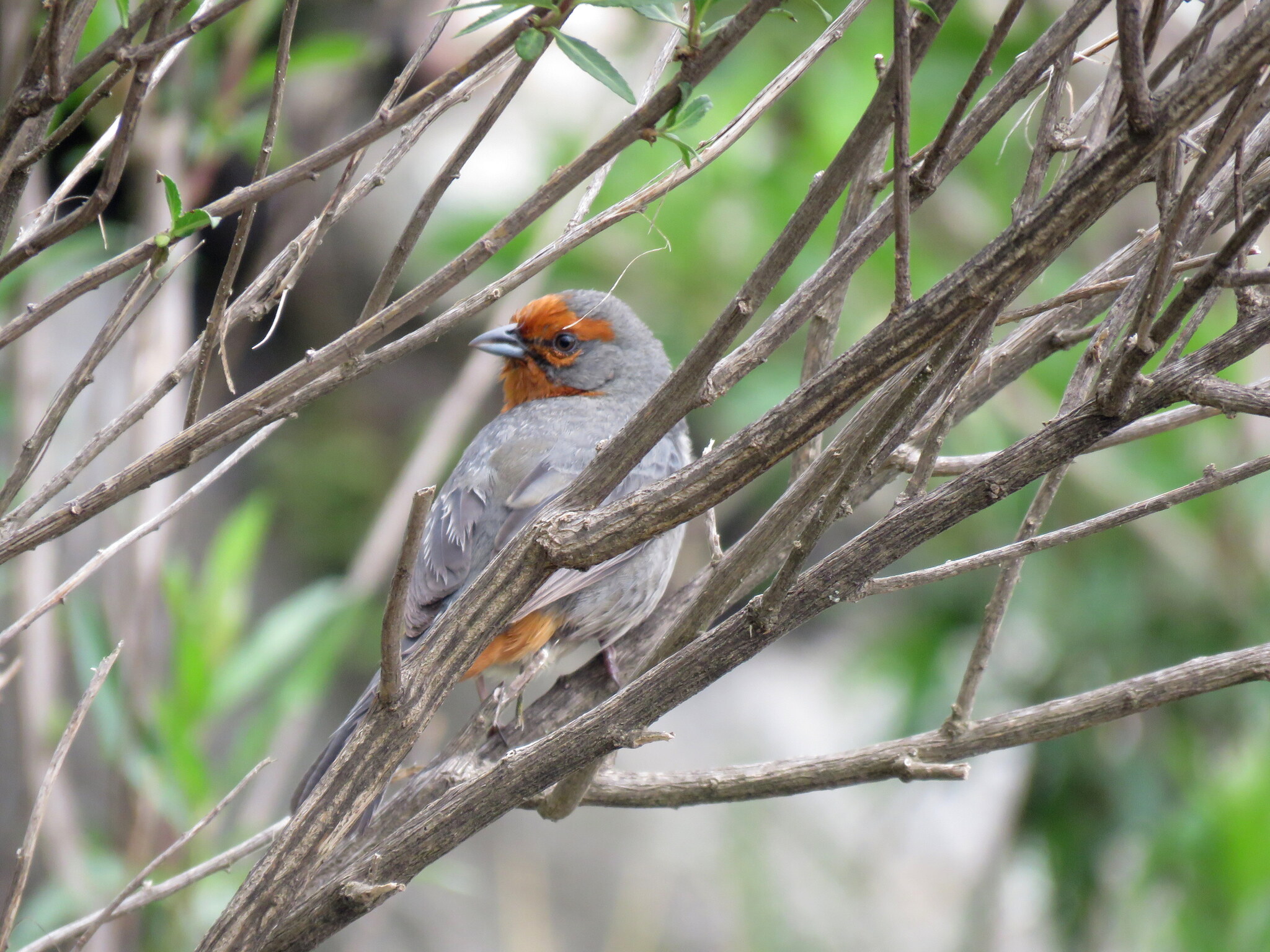 Tucuman Mountain Finch (Poospiza baeri), photo 8