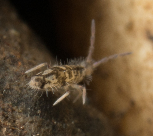 Entomobryomorpha