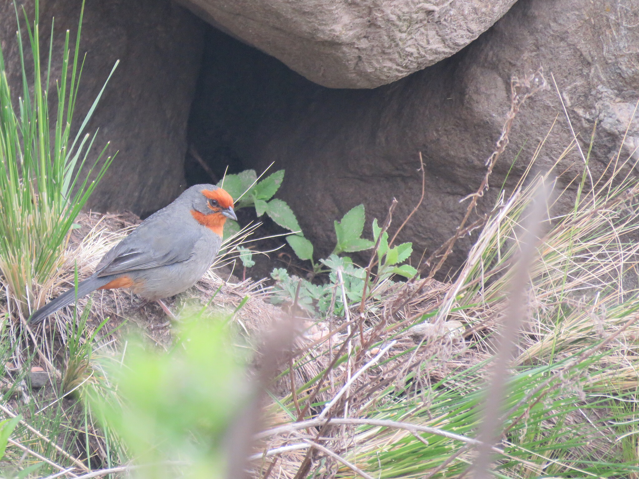 Tucuman Mountain Finch (Poospiza baeri), photo 9