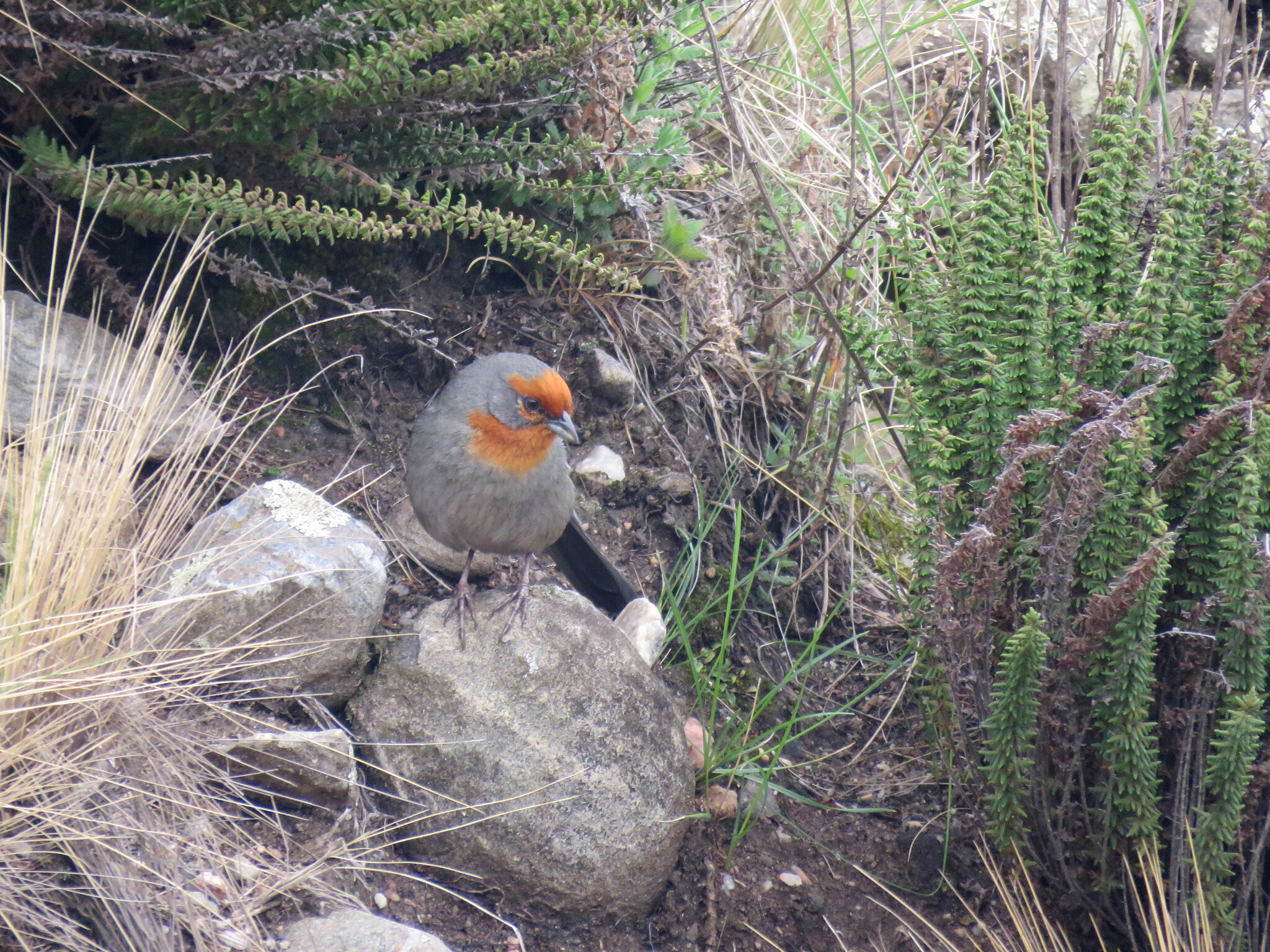 Tucuman Mountain Finch (Poospiza baeri), photo 10