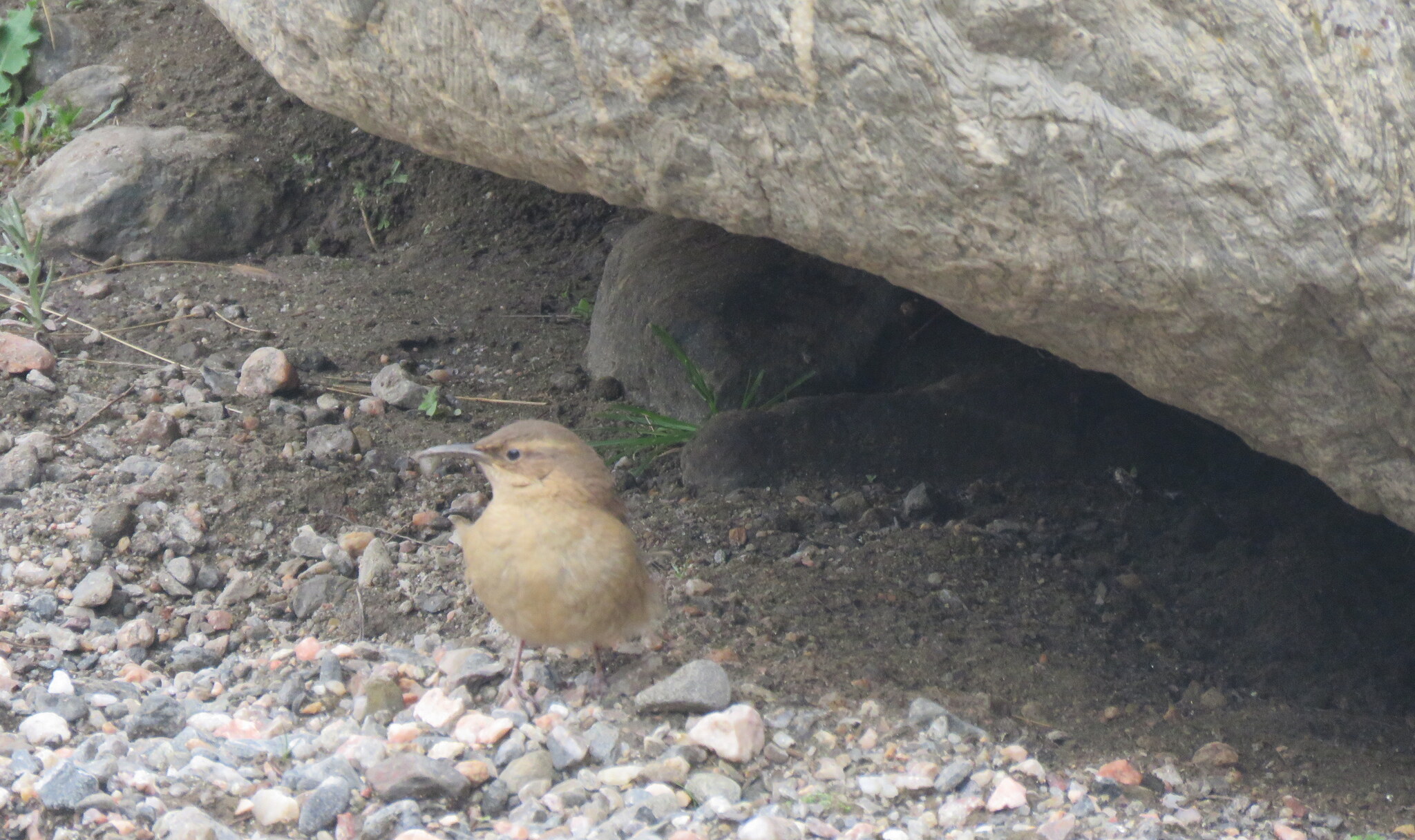 Buff-breasted Earthcreeper (Upucerthia validirostris), photo 10