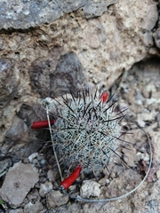 Mammillaria sheldonii