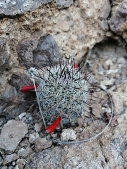 Mammillaria sheldonii