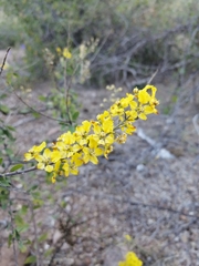 Echinopterys eglandulosa