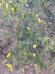 Echinopterys eglandulosa