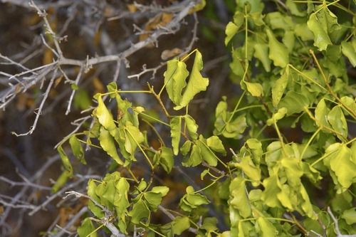 Amyris texana, photograph 6