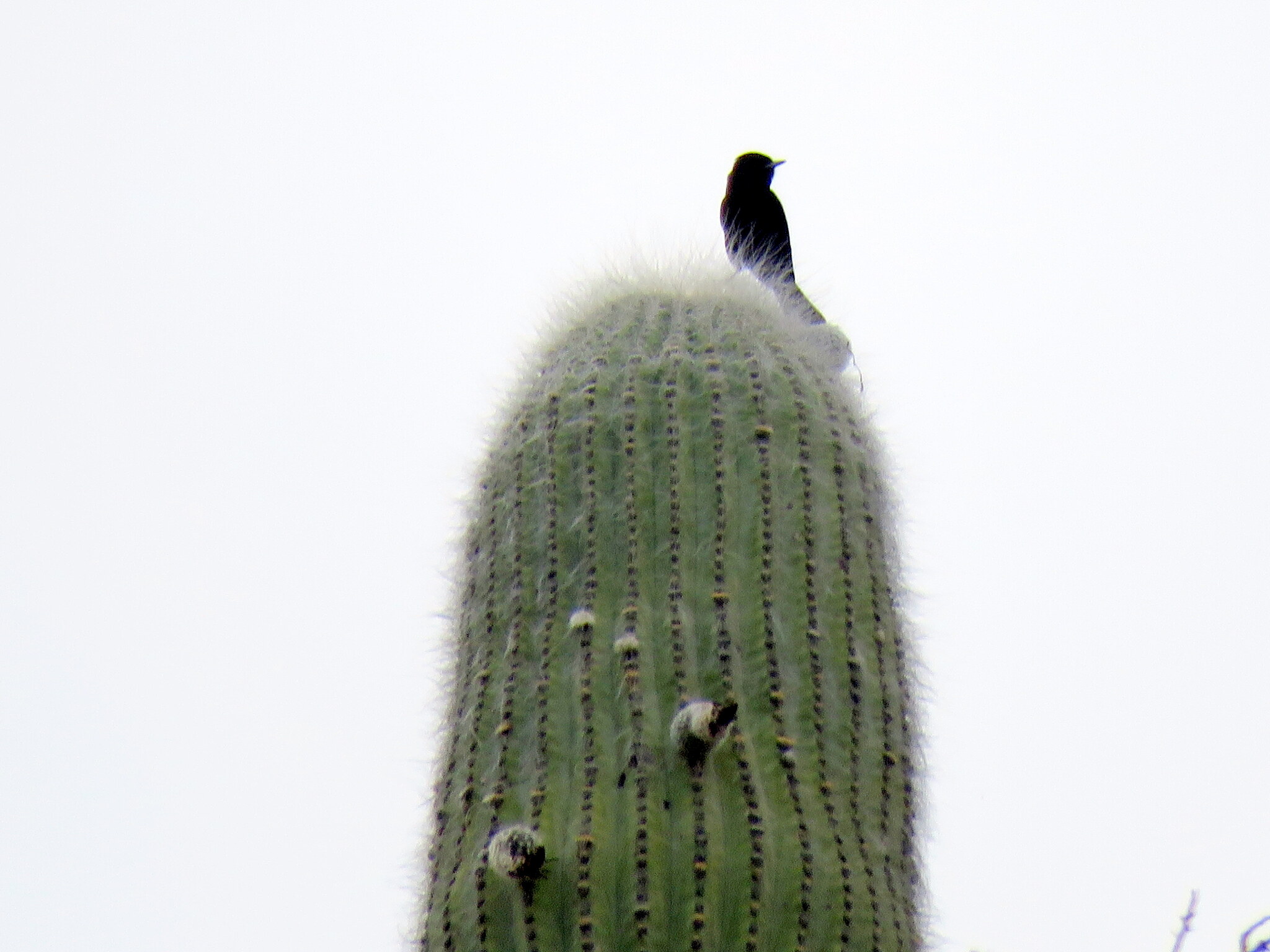 White-winged Black Tyrant (Knipolegus aterrimus), photo 10