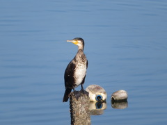 Phalacrocorax carbo hanedae