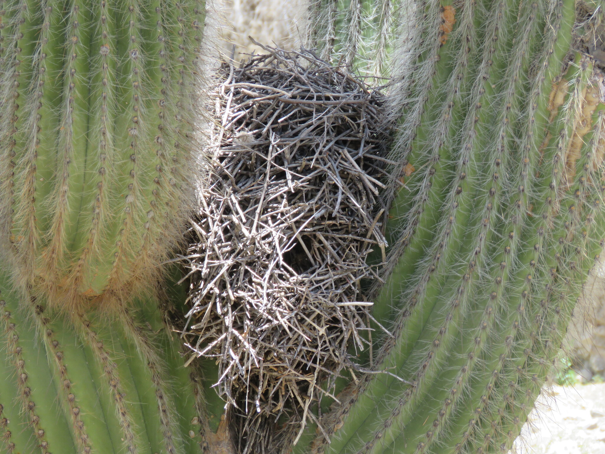 Streak-fronted Thornbird (Phacellodomus striaticeps), photo 7